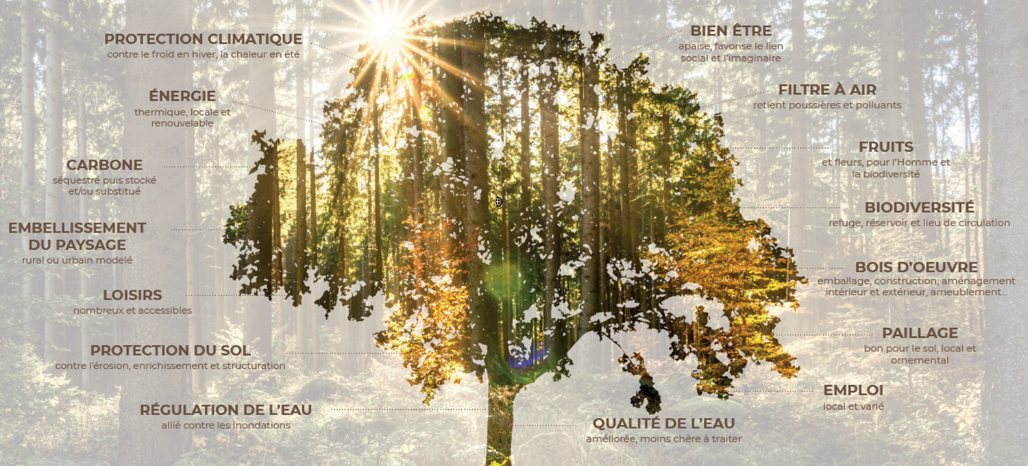 L'arbre, notre essentiel